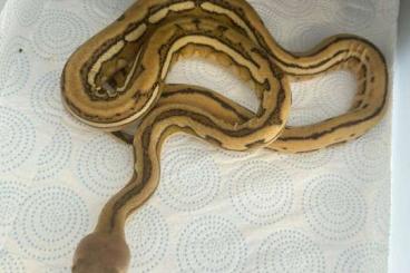 Pythons kaufen und verkaufen Foto: Netzpython reticulated python python reticulatus 