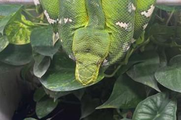 Schlangen kaufen und verkaufen Foto: Corallus Caninus emerald tree boa 