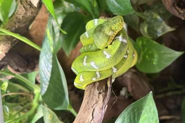 Schlangen kaufen und verkaufen Foto: Corallus Caninus/Emerald tree boa Schlangen kaufen und verkaufen Foto: Corallus Caninus/Emerald tree boa