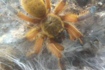 - bird spiders kaufen und verkaufen Photo: diverse Vogelspinnen abzugeben