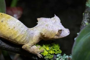 Geckos kaufen und verkaufen Photo: Uroplatus ebenaui available for Hamm. 