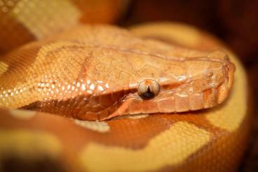 Schlangen kaufen und verkaufen Foto: 1.1 Cherry Bomb T+ Bloodpythons.