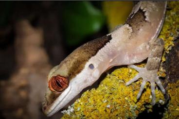 Geckos kaufen und verkaufen Foto: Cyrtodactylus irianjayensis Hamm