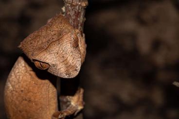 Geckos kaufen und verkaufen Photo: Uroplatus ebenaui availiable - Hamm. 