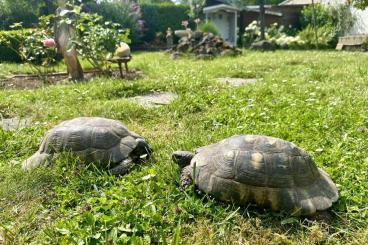 Landschildkröten kaufen und verkaufen Foto: 0,2 Breitrandschildkröten Testudo marginata