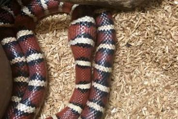 Nattern ungiftige  kaufen und verkaufen Foto: 0,1 lampropeltis pyromelana Woodini