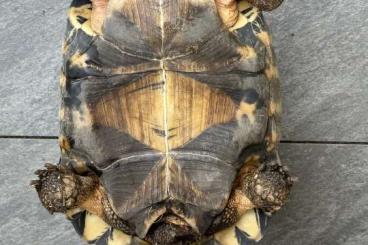 Tortoises kaufen und verkaufen Photo: 1,1 astrochelis radiata ca 30 Jahre