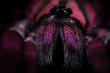 Vogelspinnen kaufen und verkaufen Foto: Tarantulas, Chilobrachys, Cyriocosmus, Citharacanthus, Psalmopoeus