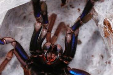 - bird spiders kaufen und verkaufen Photo: Tarantulas, Cyriocosmus, Chilobrachys, Psalmopoeus, Harpactira 