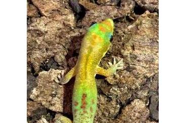 Geckos kaufen und verkaufen Photo: Phelsuma Laticauda Laticauda