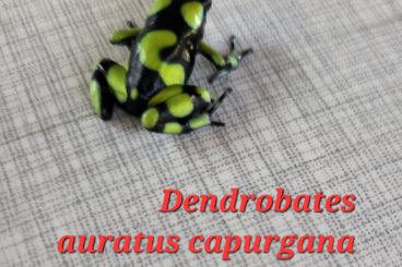 Frösche  kaufen und verkaufen Foto: Dendrobates auratus capurgana 