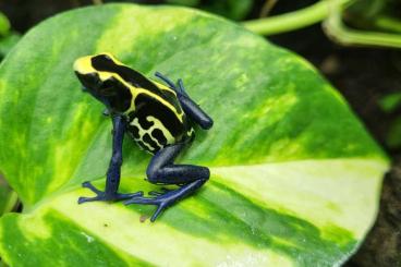 Poison dart frogs kaufen und verkaufen Photo: Färberfrösche Dendrobates tinctorius nominat 