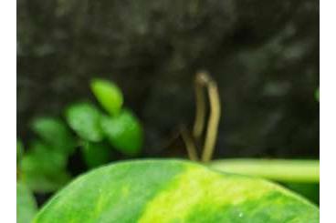 Poison dart frogs kaufen und verkaufen Photo: Färberfrosch  Dendrobates tinctorius nominat 