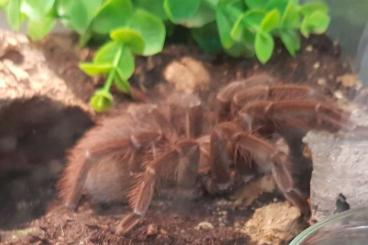 - bird spiders kaufen und verkaufen Photo: Verschiedene Vogelspinnen