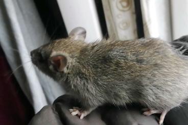 Exotische Säuger kaufen und verkaufen Foto: Hausratten (Rattus rattus) Jungtiere 