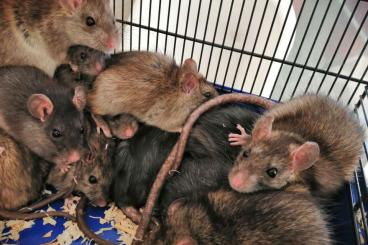 Exotische Säuger kaufen und verkaufen Foto: Hausratten (Rattus rattus) 