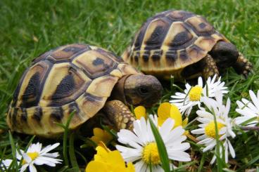 Tortoises kaufen und verkaufen Photo: griechische Landschildkröten testudo hermanni THB