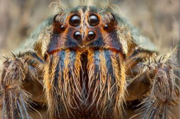 Spinnen und Skorpione kaufen und verkaufen Foto: RARE Cupiennius salei, best prices!