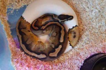Königspythons kaufen und verkaufen Photo: 1.2 Python Regius / Königspython Königspythons kaufen und verkaufen Photo: 1.2 Python Regius / Königspython