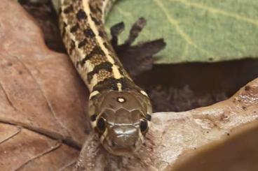 Colubrids kaufen und verkaufen Photo: Thamnophis marcianus / Karierte Strumpfbandnattern