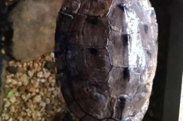 Schildkröten  kaufen und verkaufen Foto: Höckerschildkröte Renate sucht nach Rettung neues zu Hause 