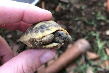 Tortoises kaufen und verkaufen Photo: Griechische Landschildkröten aus 2021