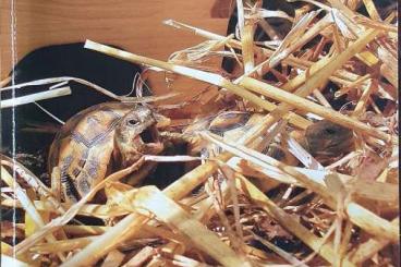 Tortoises kaufen und verkaufen Photo: Fachbuch Landschildkröten