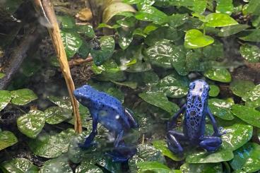 Pfeilgiftfrösche kaufen und verkaufen Foto: Dendrobates Azureus Pfeilgiftfrösche Blaue Baumsteiger