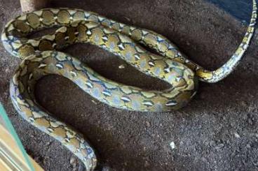 Pythons kaufen und verkaufen Photo: Malayopython reticulatus; Netzpython super dwarf for sale