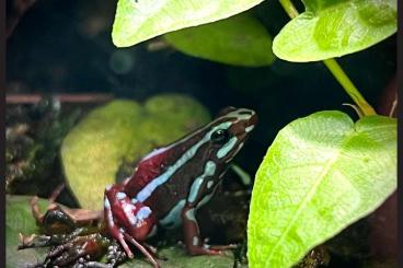 Poison dart frogs kaufen und verkaufen Photo: Epipedobates Anthonyi Rio Saladillo Männchen gesucht