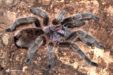- bird spiders kaufen und verkaufen Photo: Suche Grammostola pulchra oder rosea adult