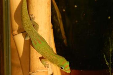 Geckos kaufen und verkaufen Photo: Goldstaub-Taggecko / Phelsuma laticauda Nachzuchten 10/21 - 8/22