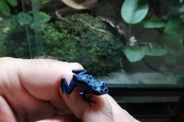 Poison dart frogs kaufen und verkaufen Photo: Biete Azureus Nachzuchten 