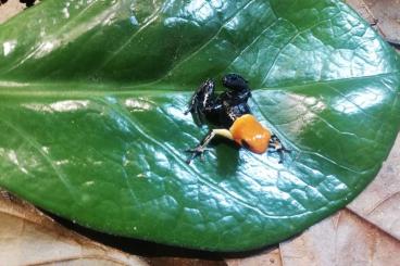 Poison dart frogs kaufen und verkaufen Photo: Biete Ranitomeya fantastica true nominal