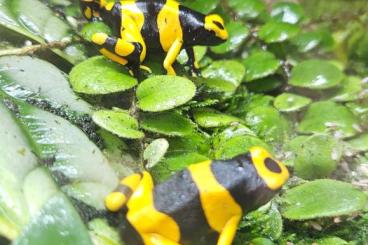 Poison dart frogs kaufen und verkaufen Photo: Biete verschiedene Dendrobaten 