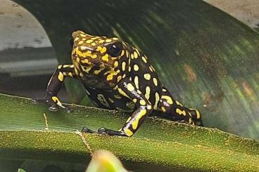 Poison dart frogs kaufen und verkaufen Photo: Biete für Rüsselsheim im Juni Poison dart frogs kaufen und verkaufen Photo: Biete für Rüsselsheim im Juni