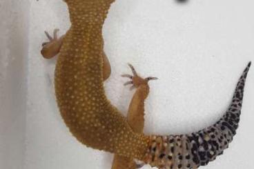 Geckos kaufen und verkaufen Foto: Verkaufe meine 6 leopardgeckos weibchen vom letzten jahr 