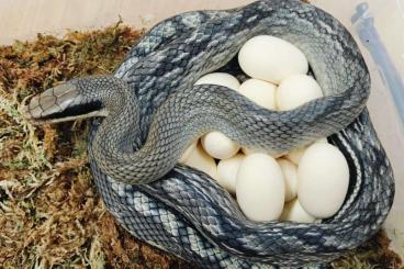 Nattern ungiftige  kaufen und verkaufen Foto: Orthriophis taeniurus callicyanous