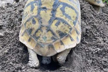 Landschildkröten kaufen und verkaufen Foto: Schildkröten Thb Thh Tgi Tm Vierzehenschildkröte 