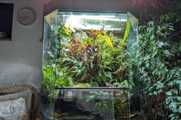 Terrarien kaufen und verkaufen Foto: Regenwald Terrarium / Paludarium