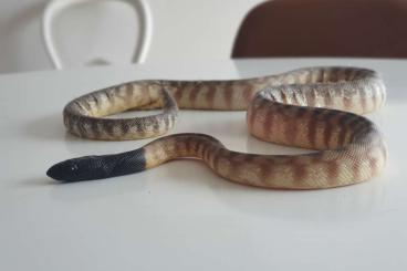 Pythons kaufen und verkaufen Photo: Aspidites melanocephalus 1.0 Black headed python