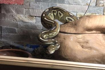 Ball Pythons kaufen und verkaufen Photo: Wunderschöne königspython