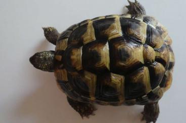Tortoises kaufen und verkaufen Photo: Nachzuchten Landschildkröten
