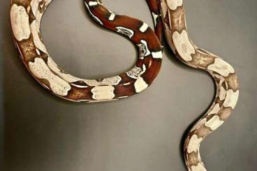 Boas kaufen und verkaufen Foto: Boa Constrictor Constrictor Guyana Babies,  ENZ 11.24