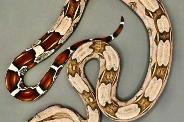 Boas kaufen und verkaufen Foto: Boa Constrictor Constrictor Guyana , ENZ 24 