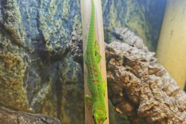 Geckos kaufen und verkaufen Photo: Kostenfrei abzugeben Phelsuma grandis großer madagaskar taggecko