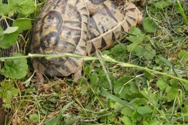 Tortoises kaufen und verkaufen Photo: Tunesische Landschildkröte  testudo graeca nabeulensis 