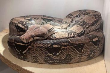 Snakes kaufen und verkaufen Photo: Ruhige Boa Constrictor abzugeben