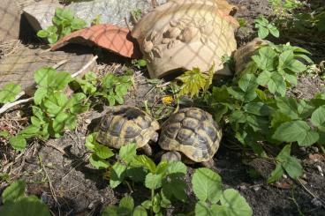 Landschildkröten kaufen und verkaufen Foto: Griechische Landschildkröten, junge Tiere u erwachsenes Weibchen 