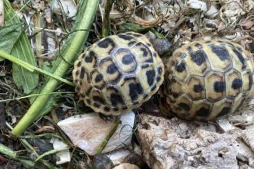 Tortoises kaufen und verkaufen Photo: Verkaufe Giechische Landschildkröten 1-5 J